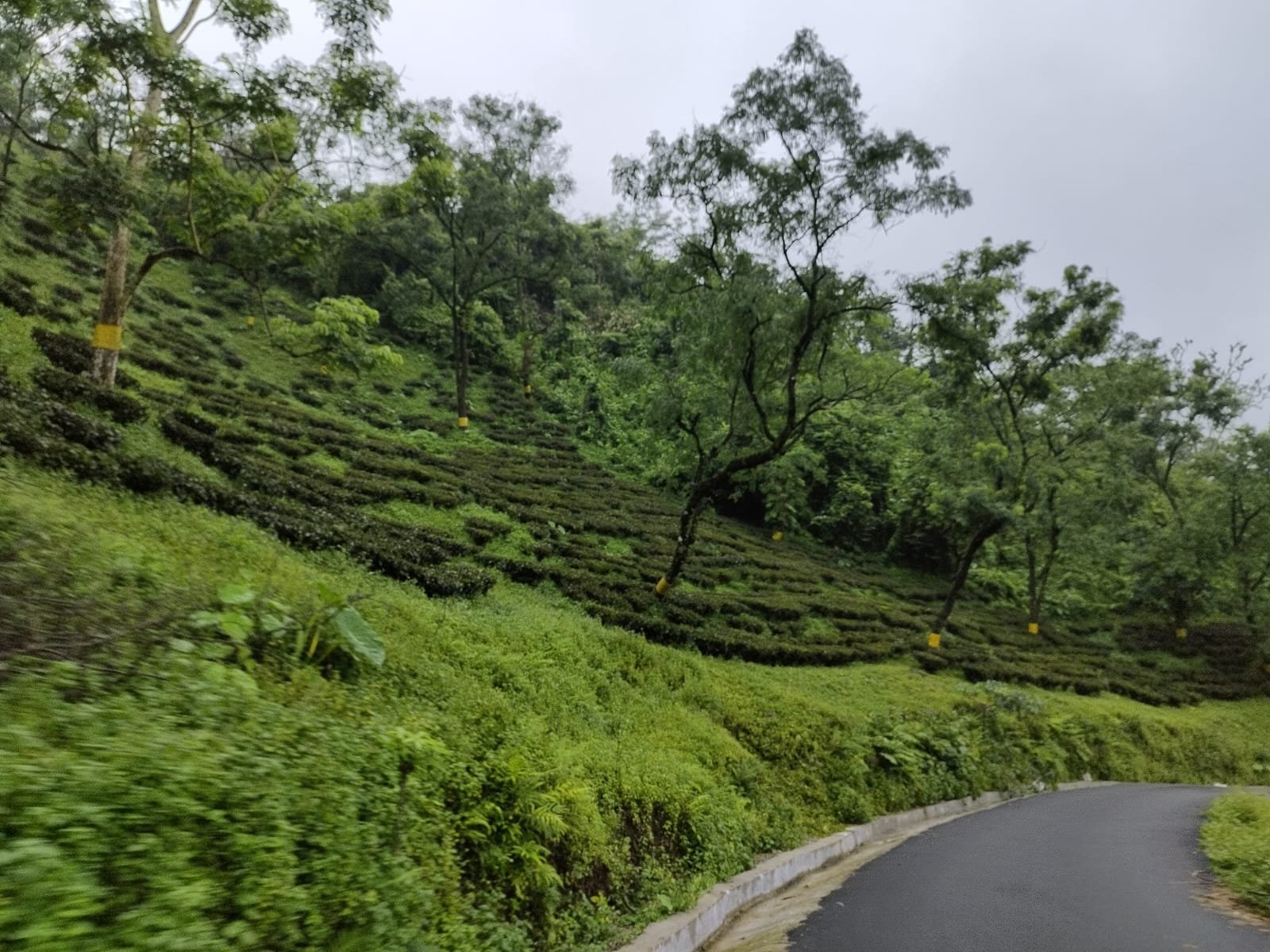 Road view